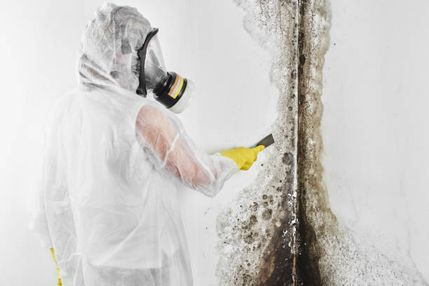 Office Mold Removal Services in East Tawas, MI